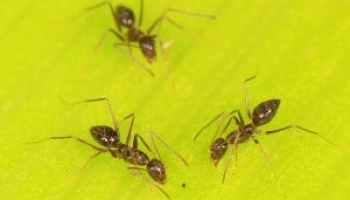How to Get Rid of Crazy Ants: Detailed Identification & Removal Guide