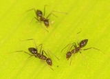How to Get Rid of Crazy Ants: Detailed Identification & Removal Guide