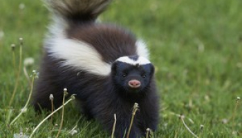 How to Get Rid of Skunks: Detailed Skunk Control Guide