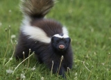 How to Get Rid of Skunks: Detailed Skunk Control Guide