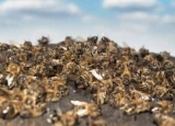 Carpenter Bee Trap Bait: DIY Carpenter Bee Attractant
