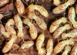Exploring the Diet of Subterranean Termites