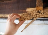 Examining the Impact of Diet on Termite Behavior