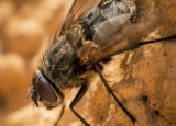 How to Get Rid of Flies Outside: Detailed Outdoor Fly Control Guide
