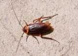 Wood Roach vs. Cockroach: What to Be Aware Of