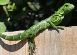 How to Get Rid of Iguanas: Detailed Identification & Removal Guide