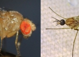 Fruit Fly vs Gnat: How to Distinguish