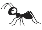 How to Get Rid of Carpenter Ants: Tips from an Expert