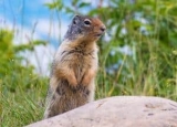 What Gopher Eat: Complete List of Herbs That Can Be Eaten