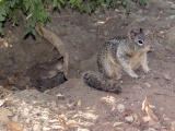 Getting Rid of Ground Squirrels: Detailed Identification & Removal Guide