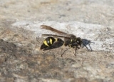 How to Get Rid of Ground Wasps: Safe Removal & Prevention Methods