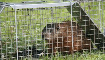 How To Get Rid Of Groundhogs Woodchuck Control Guide