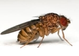 Where Do Fruit Flies Come From? — Answering Your Questions About Drosophilae