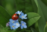 How to Get Rid of Lady Bugs: Detailed Identification & Removal Guide