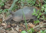 How to Get Rid of Armadillos: Detailed Identification & Removal Guide