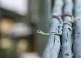 How to Get Rid of Snakes: Detailed Identification & Removal Guide