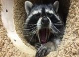 Best Raccoon Repellents & Deterrents in 2024: Expert Reviews