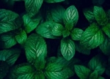 Does Mint Repel Mosquitoes? Best Natural Way to Repel Mosquitoes