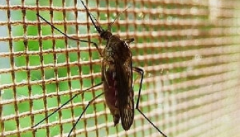 How to Kill a Mosquito in Your Room: Methods That Work