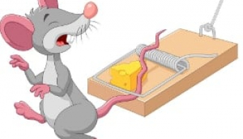 Best Mouse Traps in 2022: Expert Reviews