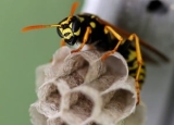 How to Get Rid of Paper Wasps: Safe Removal & Prevention Methods