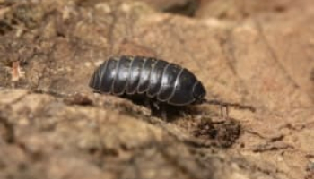 How to Get Rid of Pill Bugs: Detailed Roly Poly Removal Guide