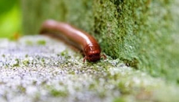 How to Get Rid of Millipedes in Your Yard and House (Complete Guide)