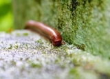 How to Get Rid of Millipedes in Your Yard and House (Complete Guide)