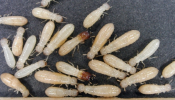 How to Get Rid of Subterranean Termites: Detailed Identification & Removal Guide