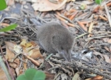How to Get Rid of Shrews: Effective Shrew Removal Methods