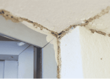 Signs of Termite Infestation During Each Stage of Their Life Cycle