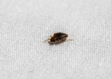 Bed Bugs in Walls: What to Do With Them?