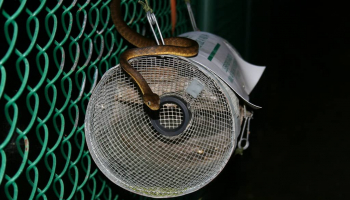 Best Snake Traps in 2022: Expert Reviews