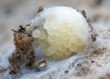 How to Get Rid of Spider Eggs: Complete Spiders Control and Prevention Guide