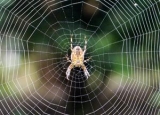 How Long Does a Spider Live: Detailed Overview