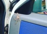 How to Get Rid of a Spider in Your Car: Full Review