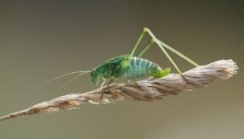 How to Get Rid of Crickets: Complete Cricket Control & Prevention Guide