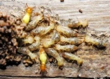 The Different Stages of Termite Life Cycle