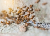 Understanding the Mating Habits of Subterranean Termites