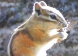 Does Vinegar Repel Chipmunks? Or Is It a Myth?