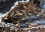 Termite Droppings: How to Identify and Remove Them