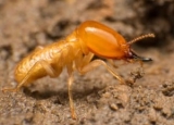 The Importance of Termites in Ecosystem