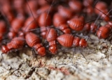 The Complete Guide to Understanding the Termite Life Cycle