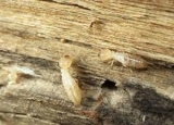 Understanding How Termites Benefit From Cellulose Breakdown