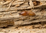 The Importance of Understanding Termite Feeding Habits for Effective Control