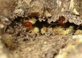 Factors Affecting Termite Life Cycle