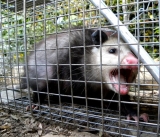 How to Trap Possum: Expert Tips and Tricks