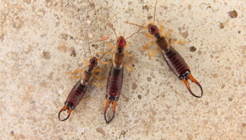How to Get Rid of Earwigs: Complete Pincher Bug Control & Prevention Guide
