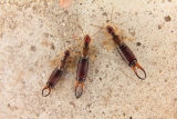 How to Get Rid of Earwigs: Complete Pincher Bug Control & Prevention Guide