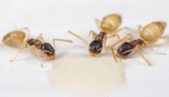 How to Get Rid of Ghost Ants: A Complete, Foolproof Guide